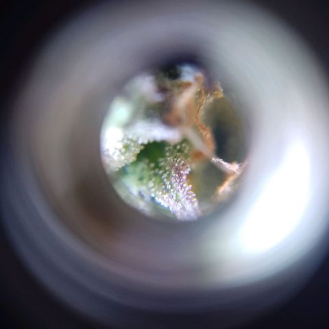 Celeste  growlog timeline photo