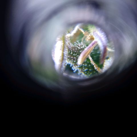 Celeste  growlog timeline photo