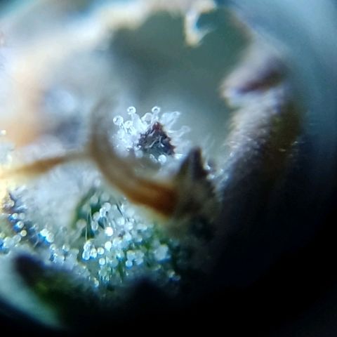 Celeste  growlog timeline photo