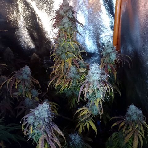 Celeste  growlog timeline photo