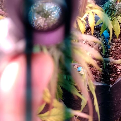 Celeste  growlog timeline photo