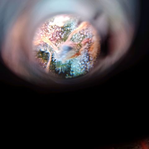 Celeste  growlog timeline photo