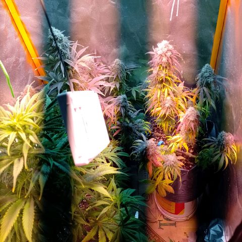 Celeste  growlog timeline photo