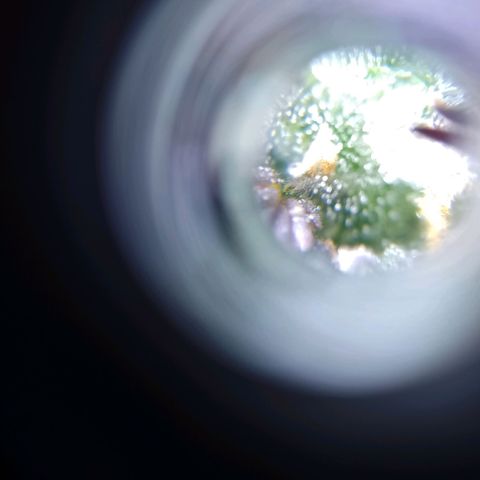 Celeste  growlog timeline photo