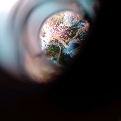 Celeste  growlog timeline photo