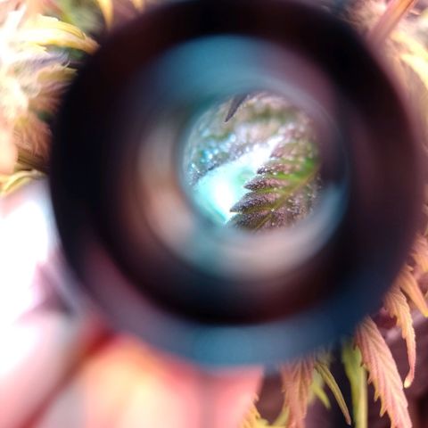 Celeste  growlog timeline photo