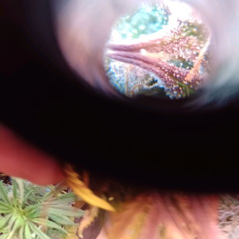 Celeste  growlog timeline photo