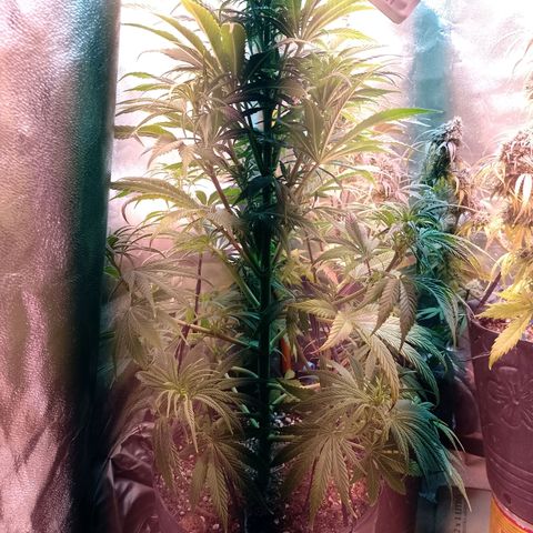 Celeste  growlog timeline photo