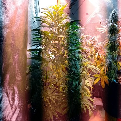 Celeste  growlog timeline photo