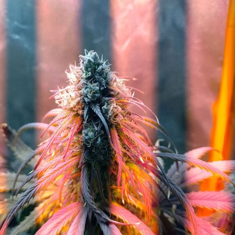 Celeste  growlog timeline photo