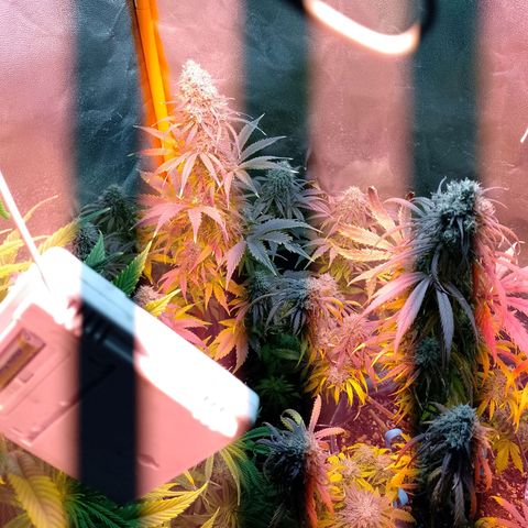 Celeste  growlog timeline photo