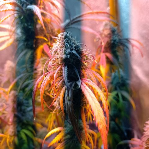 Celeste  growlog timeline photo