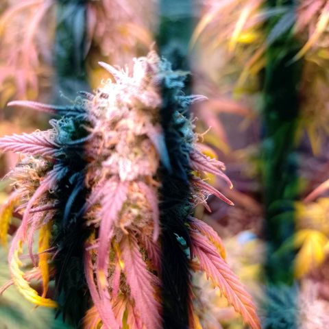 Celeste  growlog timeline photo
