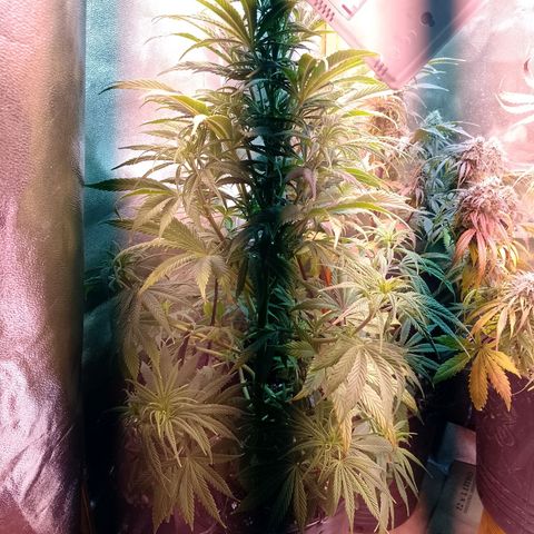 Celeste  growlog timeline photo