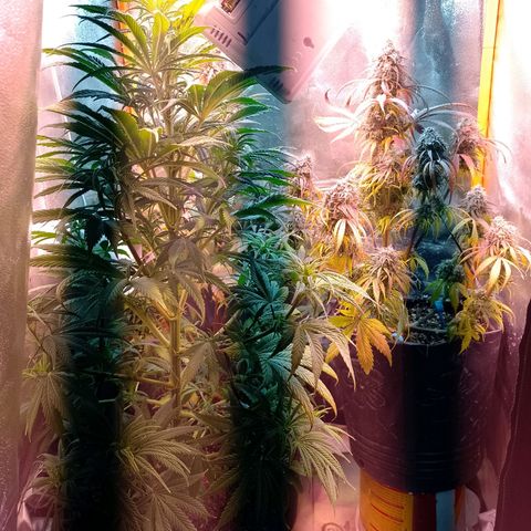 Celeste  growlog timeline photo