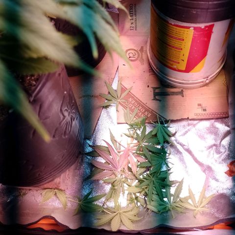 Celeste  growlog photo: Se procedió a cortar 2 ramas más, para mayor altura y follaje. 
