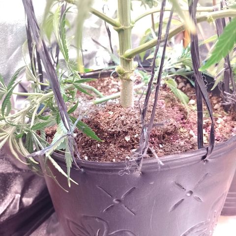 Celeste  growlog photo: Se procedió a cortar 2 ramas más, para mayor altura y follaje. 
