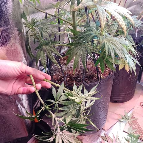 Celeste  growlog photo: Se procedió a cortar 2 ramas más, para mayor altura y follaje. 