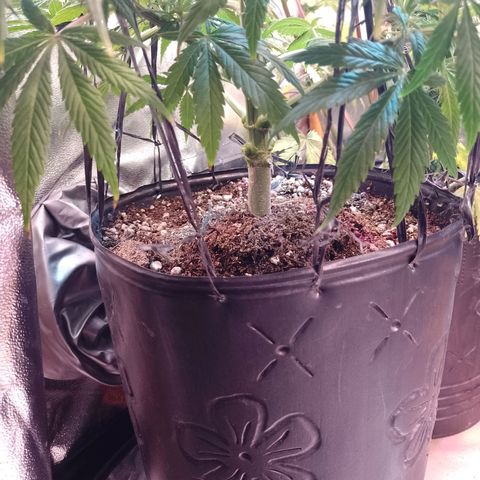 Celeste  growlog photo: Quedó bien y se practica mejor el riego y mayor visibilidad y circulación de aire. 