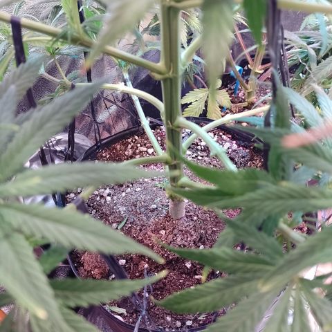 Celeste  growlog photo: Quedó bien y se practica mejor el riego y mayor visibilidad y circulación de aire. 