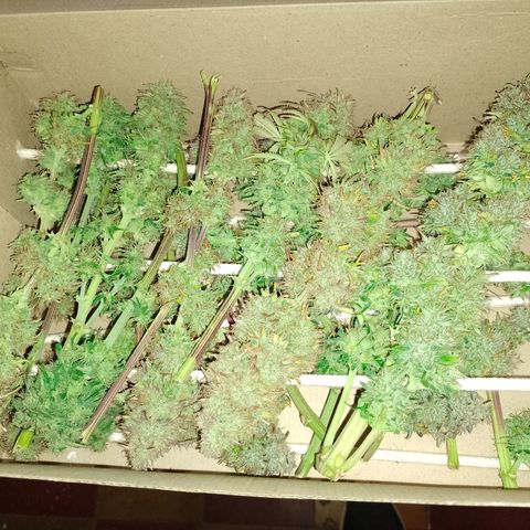 Celeste  growlog timeline photo