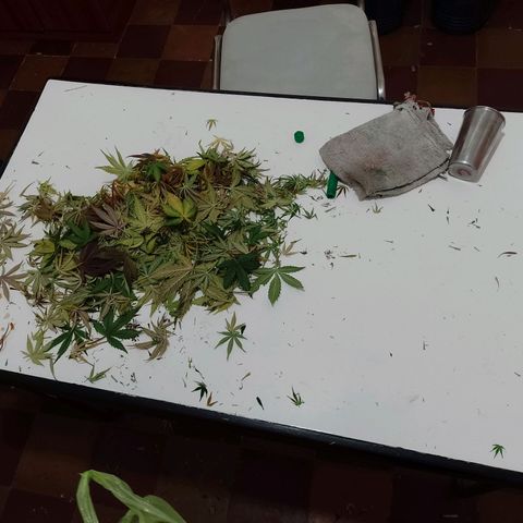 Celeste  growlog timeline photo