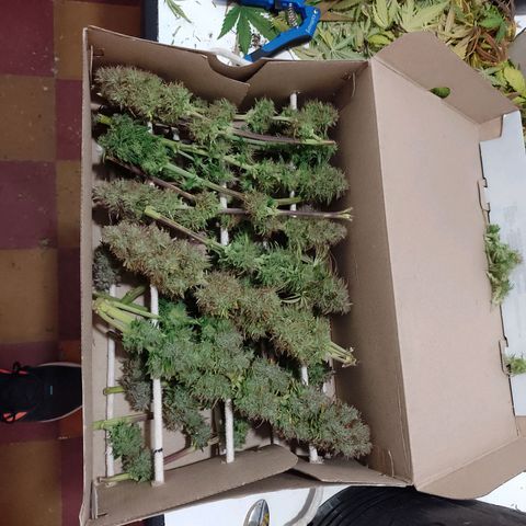 Celeste  growlog timeline photo