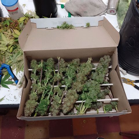 Celeste  growlog timeline photo