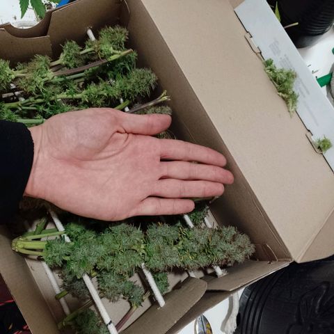 Celeste  growlog timeline photo