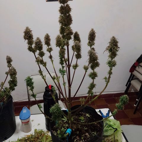 Celeste  growlog timeline photo