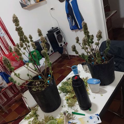 Celeste  growlog timeline photo