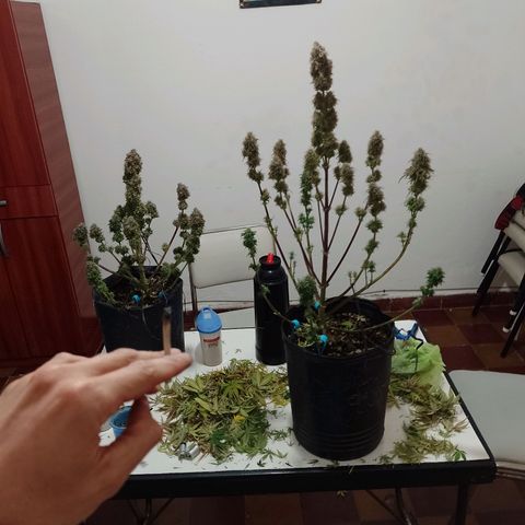 Celeste  growlog timeline photo