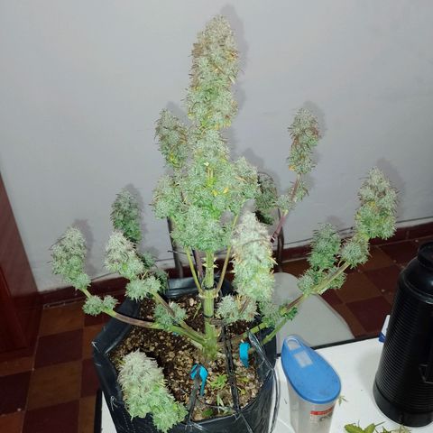 Celeste  growlog timeline photo