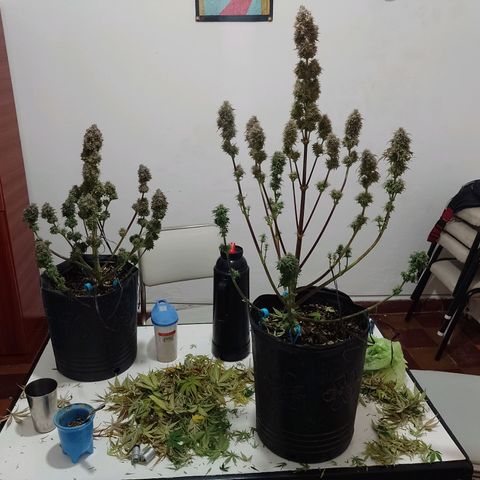 Celeste  growlog timeline photo
