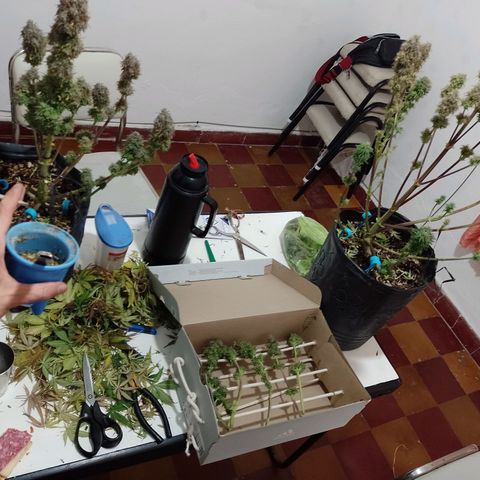 Celeste  growlog timeline photo