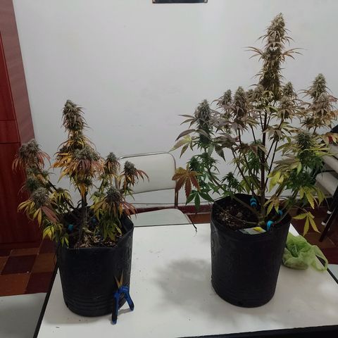 Celeste  growlog timeline photo