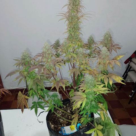 Celeste  growlog timeline photo