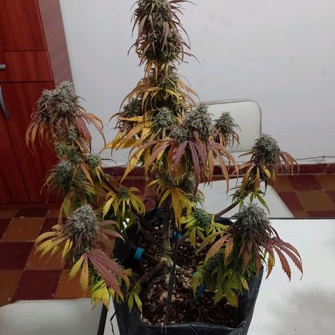 Celeste  growlog timeline photo