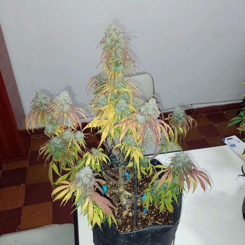Celeste  growlog timeline photo