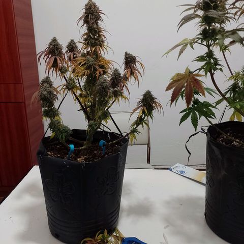 Celeste  growlog timeline photo