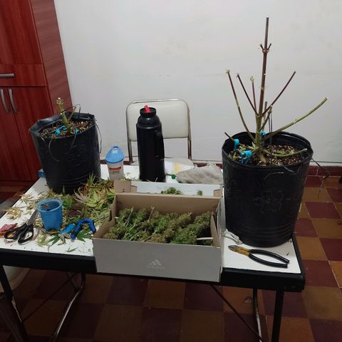 Celeste  growlog timeline photo
