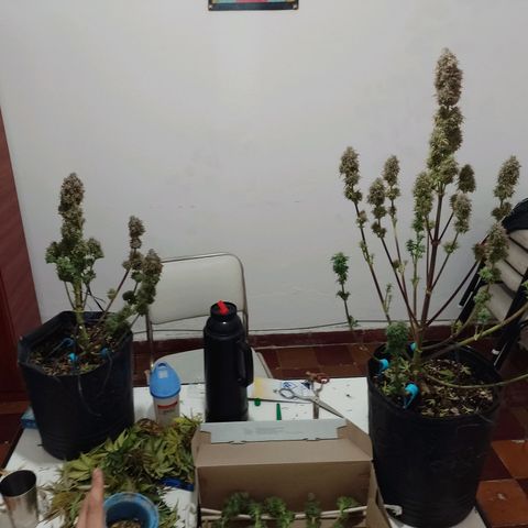 Celeste  growlog timeline photo