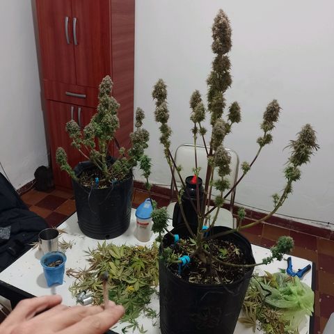 Celeste  growlog timeline photo