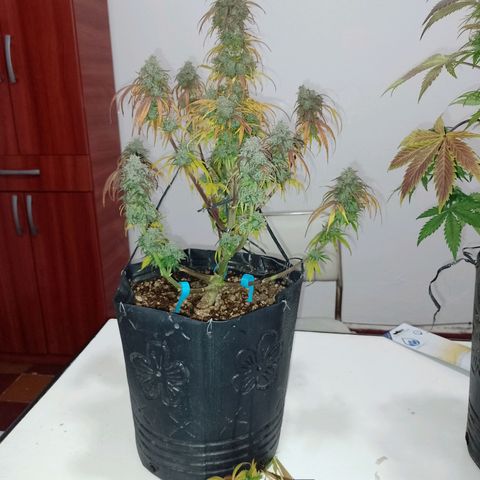 Celeste  growlog timeline photo