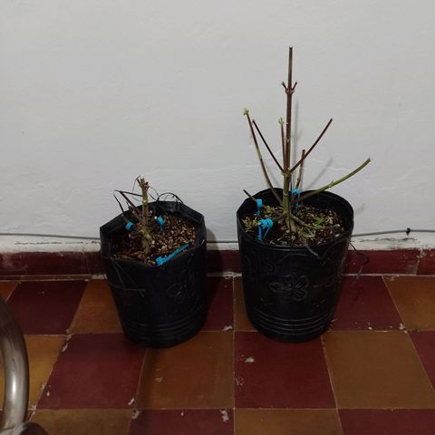 Celeste  growlog timeline photo