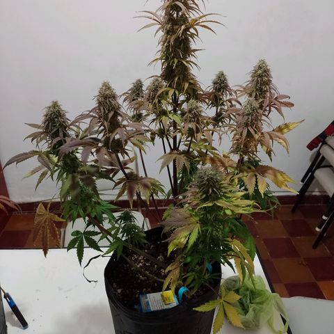 Celeste  growlog timeline photo
