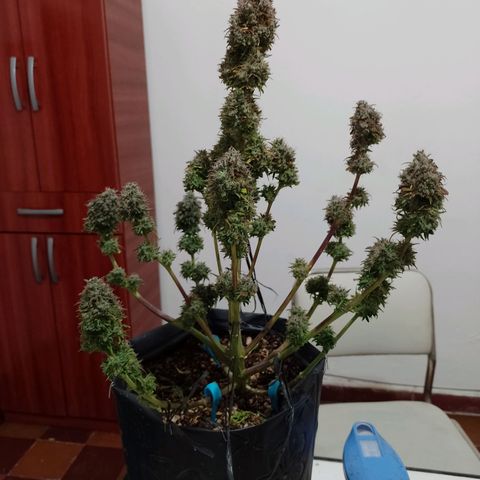 Celeste  growlog timeline photo