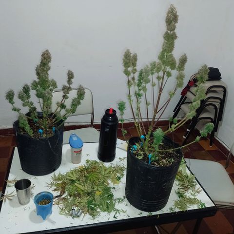 Celeste  growlog timeline photo