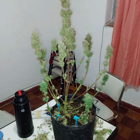 Celeste  growlog timeline photo