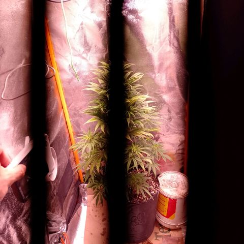 Celeste  growlog photo: Quedó el indoor para ella 😁💞🤩🤩😍
